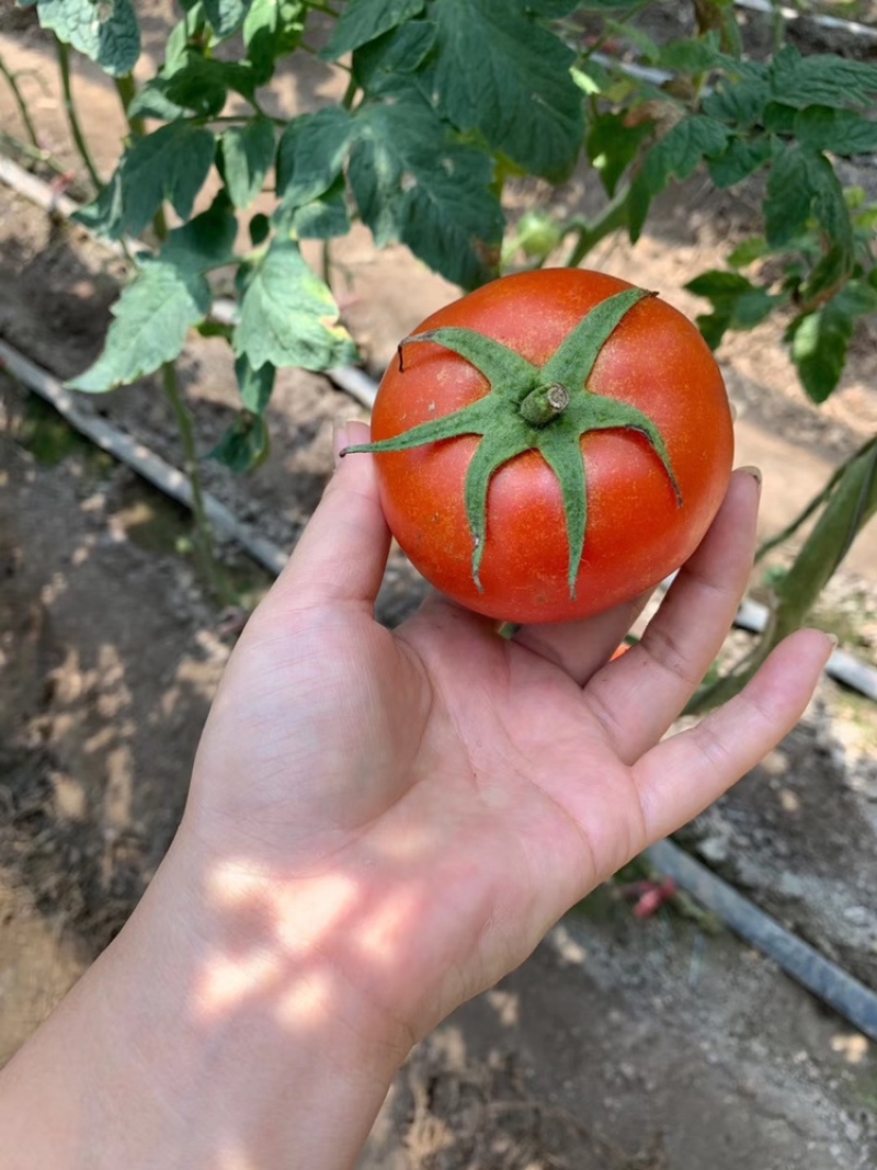 西红柿口感好果形佳耐运输