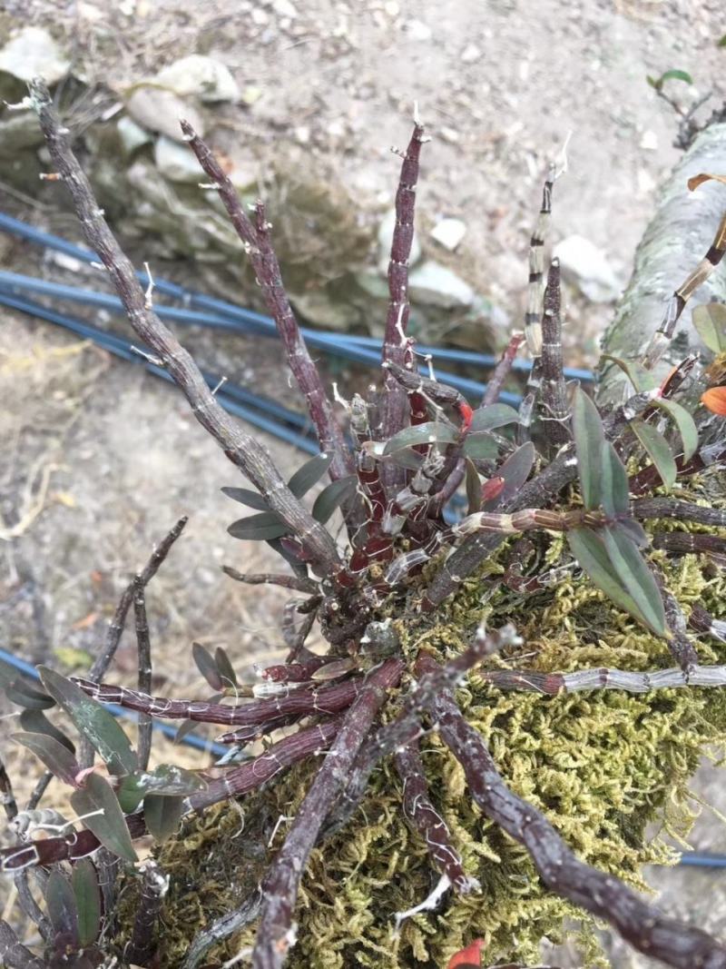 露天近野生铁皮石斛红条鲜条