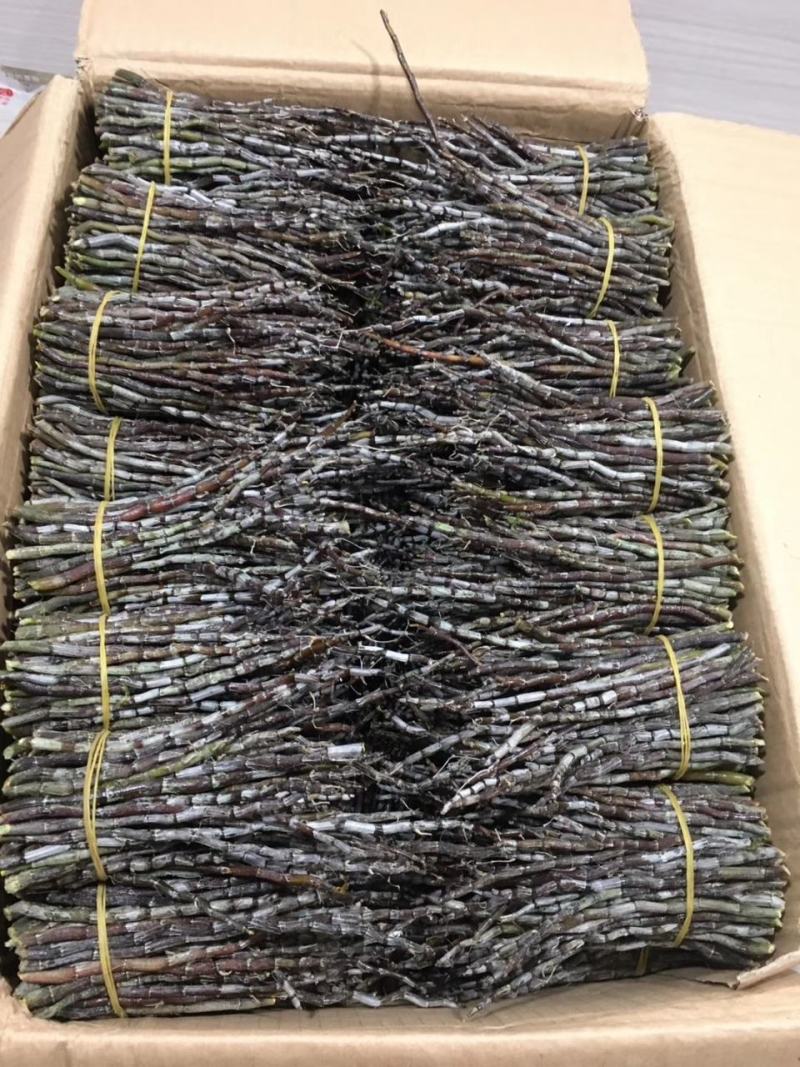 露天近野生铁皮石斛红条鲜条