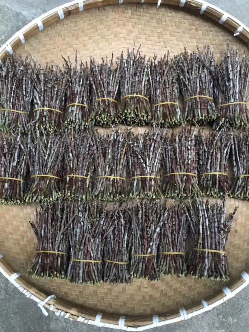 露天近野生铁皮石斛红条鲜条