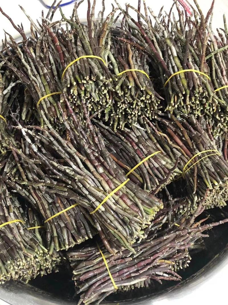 露天近野生铁皮石斛红条鲜条