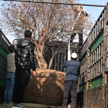 深蓝色，水红色，洛阳红，白色