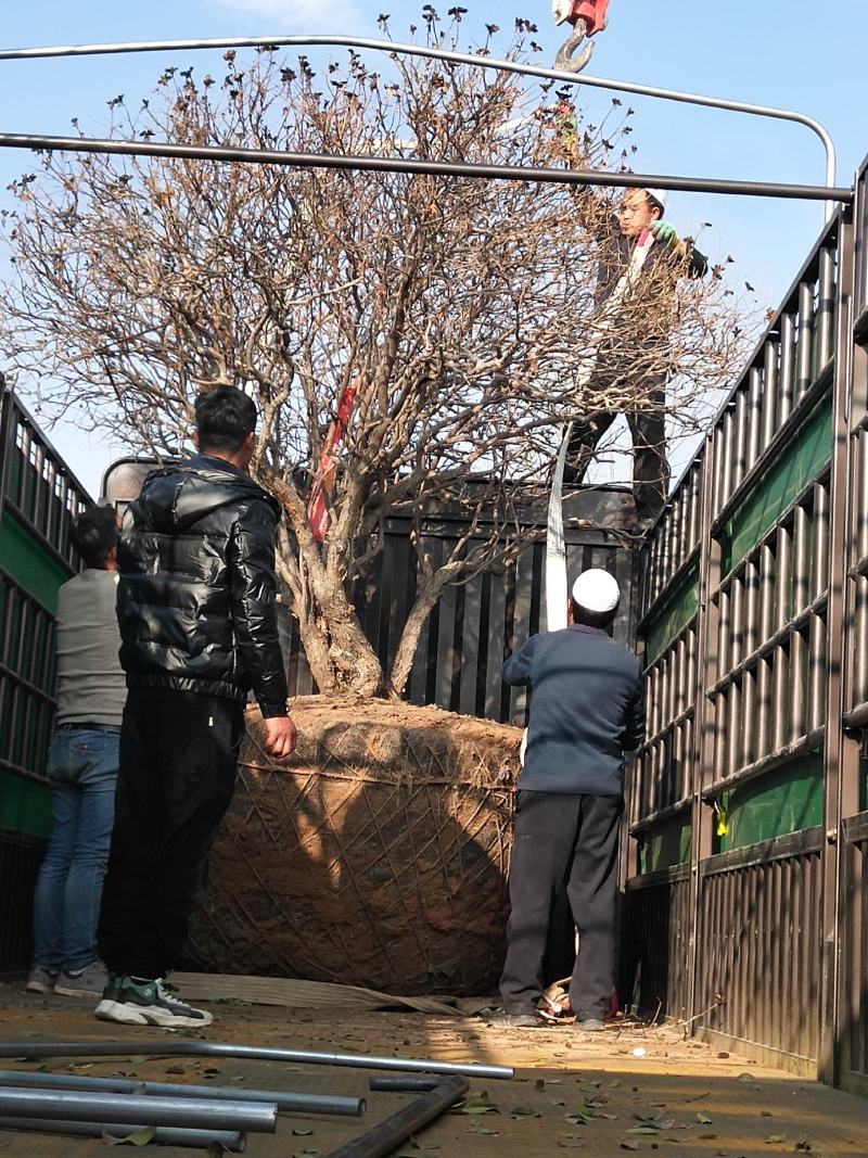 深蓝色，水红色，洛阳红，白色