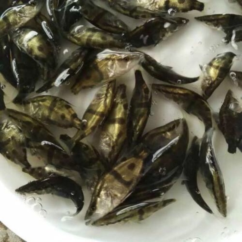 桂花鱼苗/鳜鱼苗/基地直供/包回收/全国发货