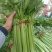 河南开封通许优质芹菜大量上市了，品质**，基地直供