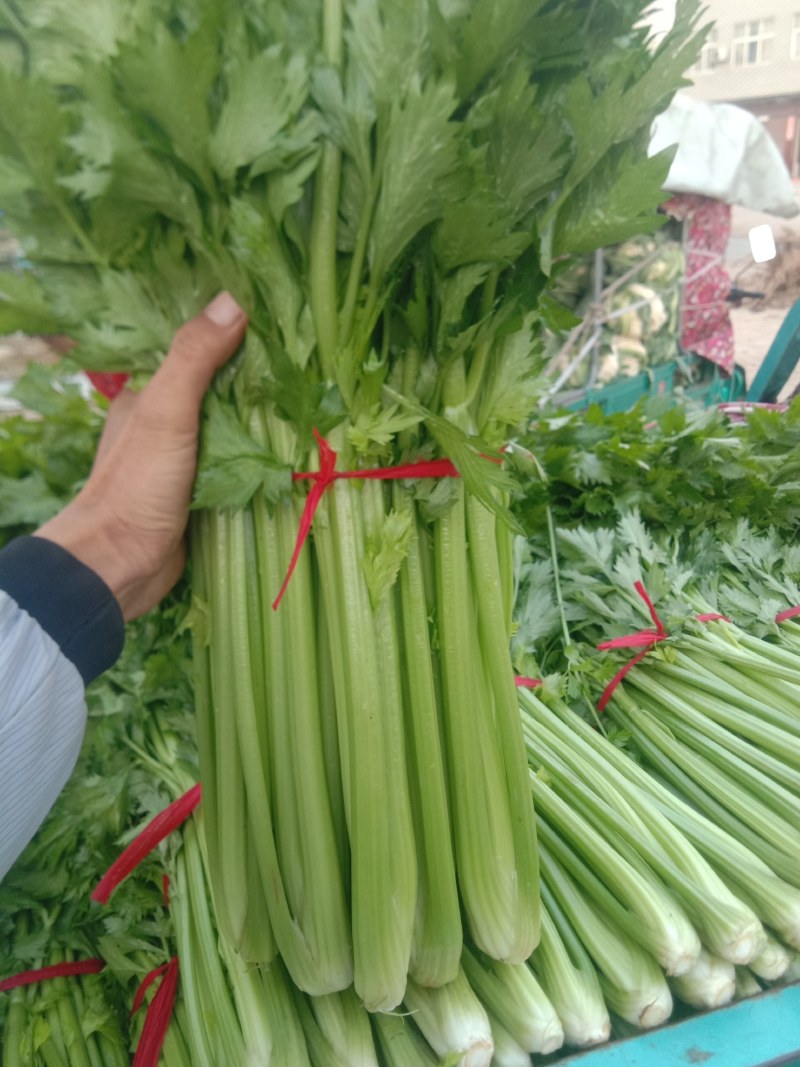 河南开封通许优质芹菜大量上市了，品质**，基地直供