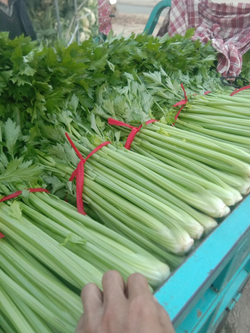 河南开封通许优质芹菜大量上市了，品质**，基地直供