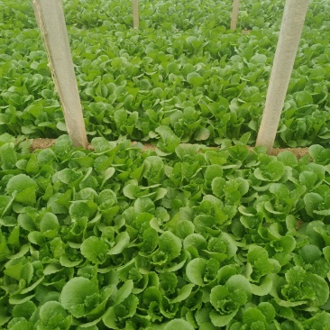 小白菜（陆地，冷棚小白菜，质量好！种植面积大）