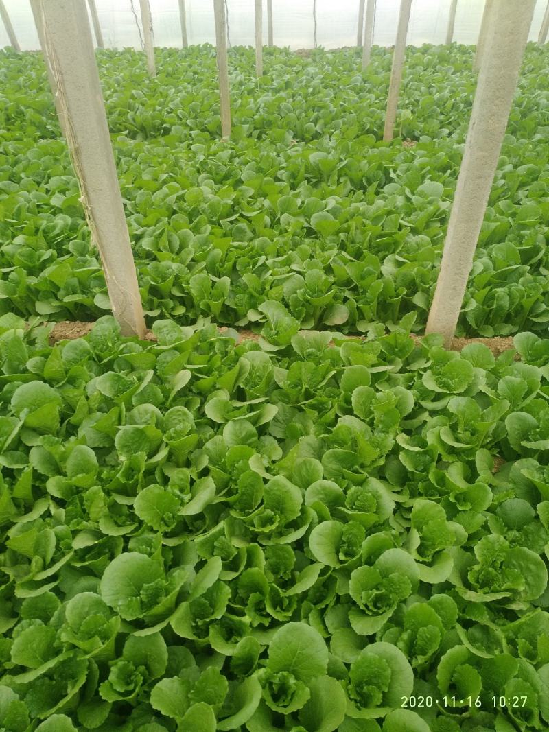 小白菜（陆地，冷棚小白菜，质量好！种植面积大）