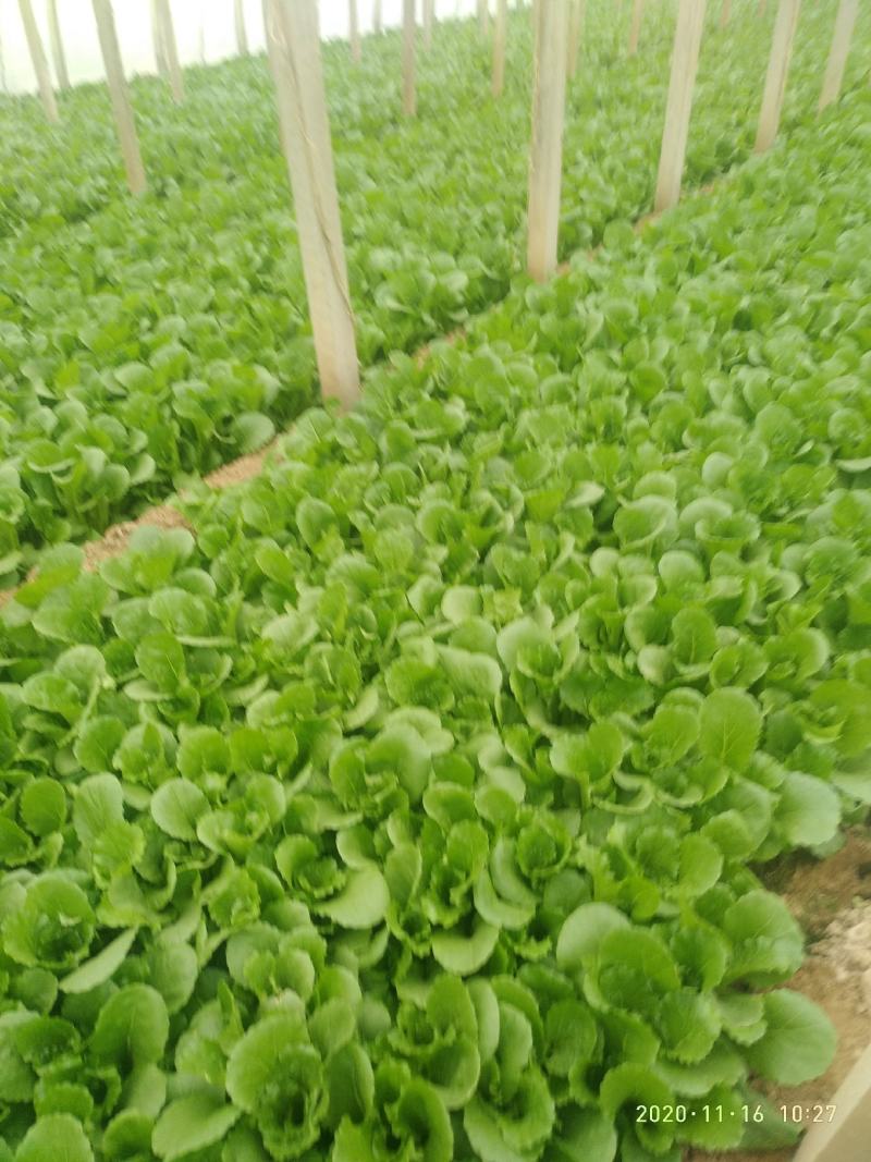 小白菜（陆地，冷棚小白菜，质量好！种植面积大）