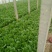 小白菜（陆地，冷棚小白菜，质量好！种植面积大）