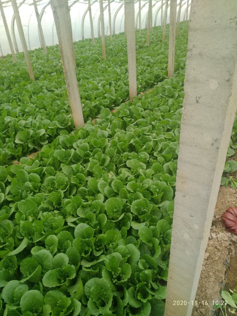 小白菜（陆地，冷棚小白菜，质量好！种植面积大）