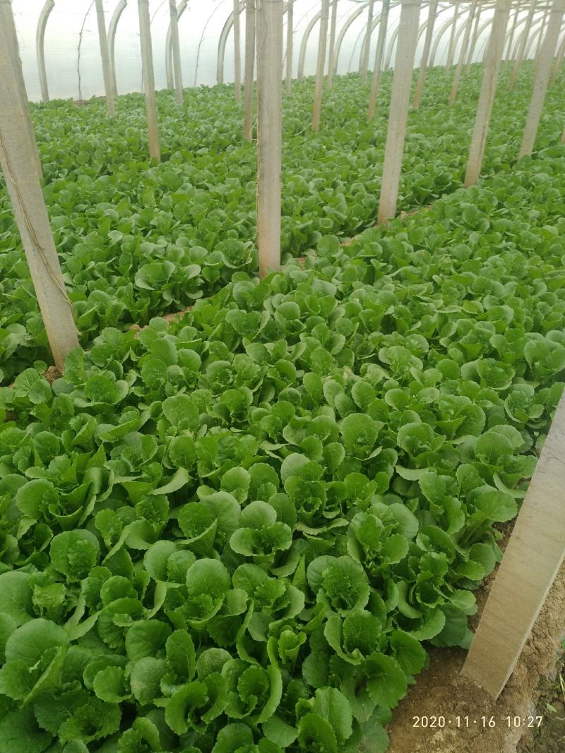 小白菜（陆地，冷棚小白菜，质量好！种植面积大）
