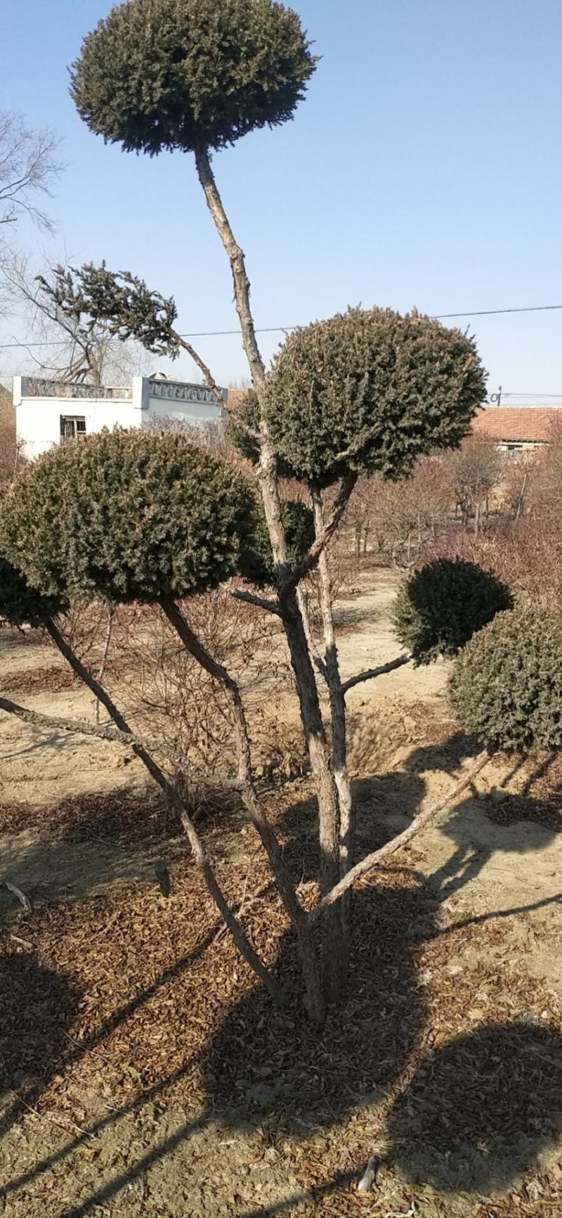 快柏造型树！是一个很好的品种。冬天的一道风景线。树枝哇绿