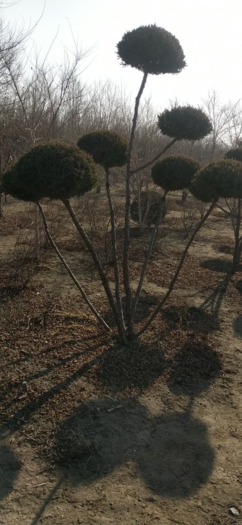 快柏造型树！是一个很好的品种。冬天的一道风景线。树枝哇绿