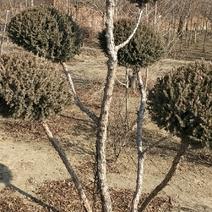 快柏造型树！是一个很好的品种。冬天的一道风景线。树枝哇绿