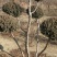 快柏造型树！是一个很好的品种。冬天的一道风景线。树枝哇绿