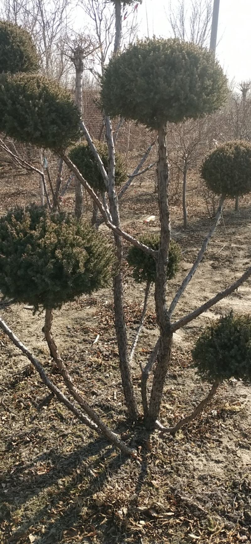 快柏造型树！是一个很好的品种。冬天的一道风景线。树枝哇绿