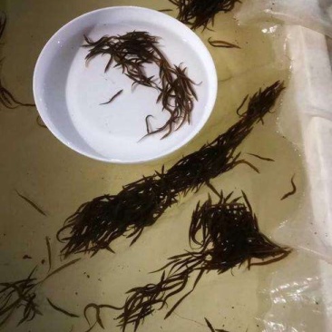 刺鳅鱼苗/鱼苗批发/高端品种/技术支持/包回收/全国