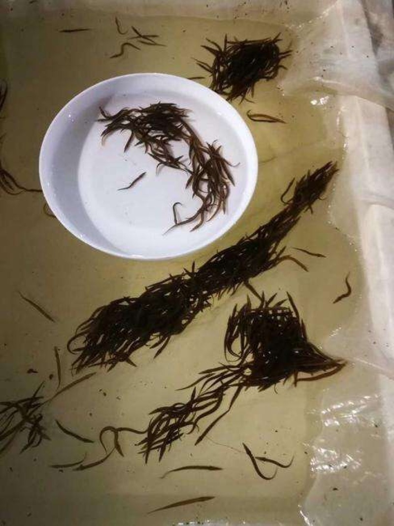 刺鳅鱼苗/鱼苗批发/高端品种/技术支持/包回收/全国