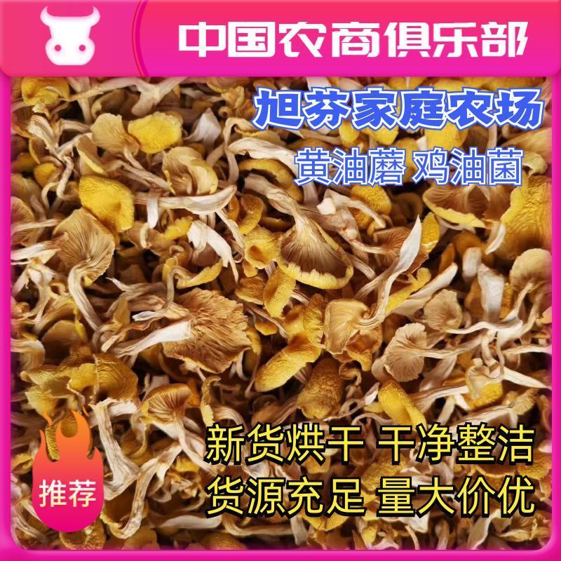 东北榆黄蘑鸡油菌单叶干货原产地供货一件代发