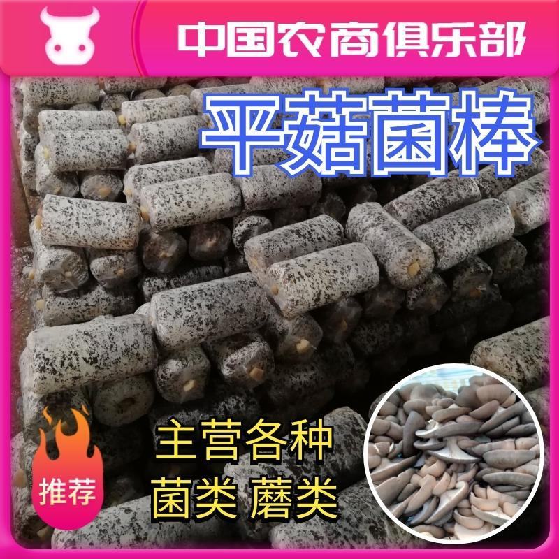 河北平菇菌种原种纯正高产菌棒