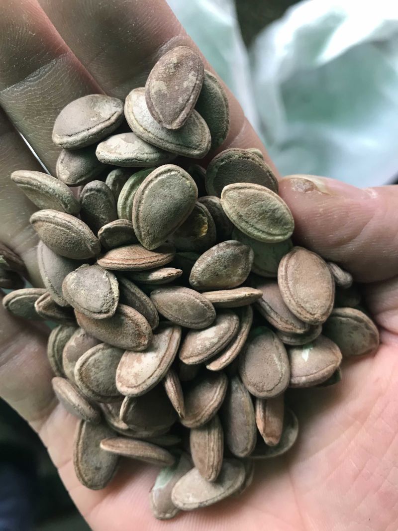 瓜蒌瓜蒌子无硫精品瓜蒌子干净无杂质一手货源