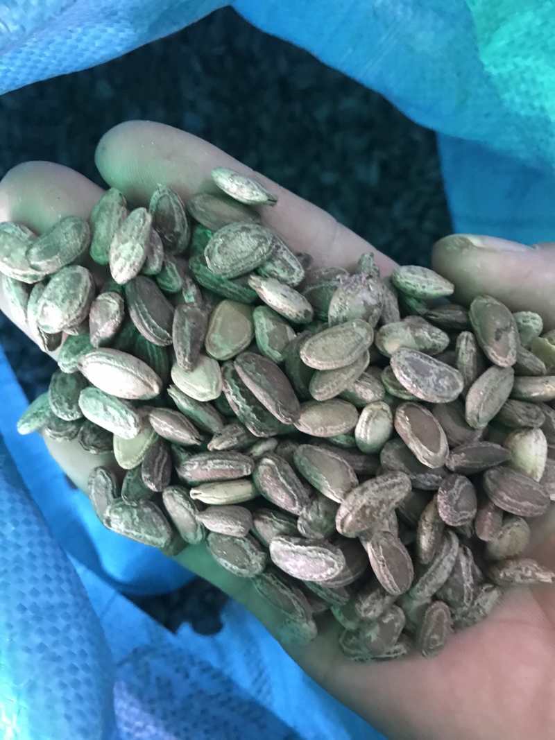 瓜蒌瓜蒌子无硫精品瓜蒌子干净无杂质一手货源