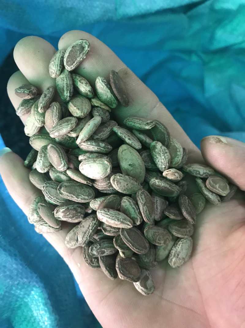 瓜蒌瓜蒌子无硫精品瓜蒌子干净无杂质一手货源