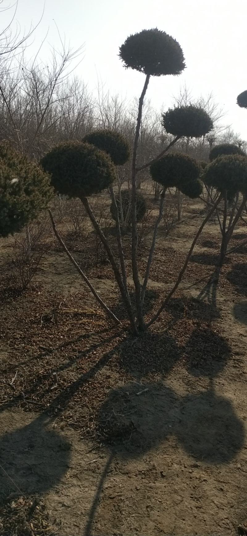 快柏造型树！是一个很好的品种。冬天的一道风景线。树枝哇绿
