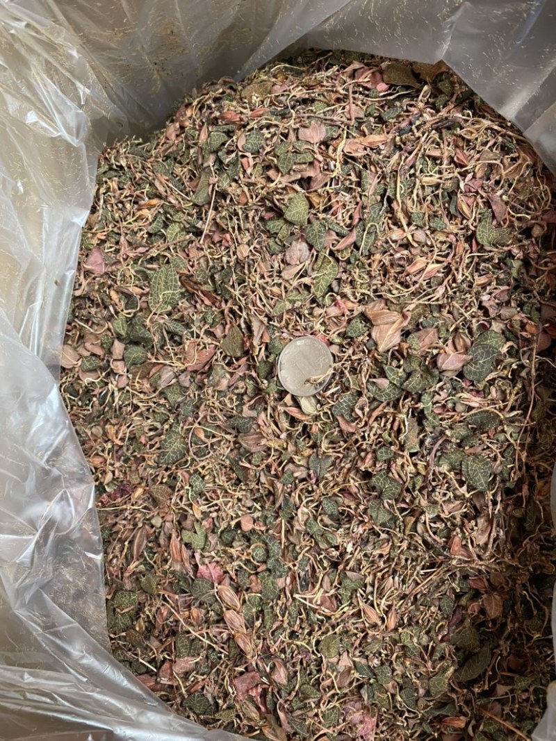 红杆小圆叶金线莲干品/精洗货