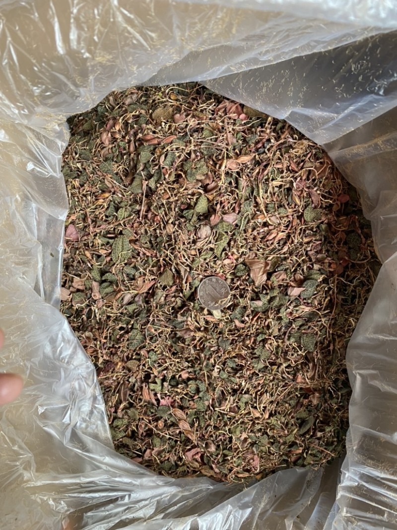 红杆小圆叶金线莲干品/精洗货