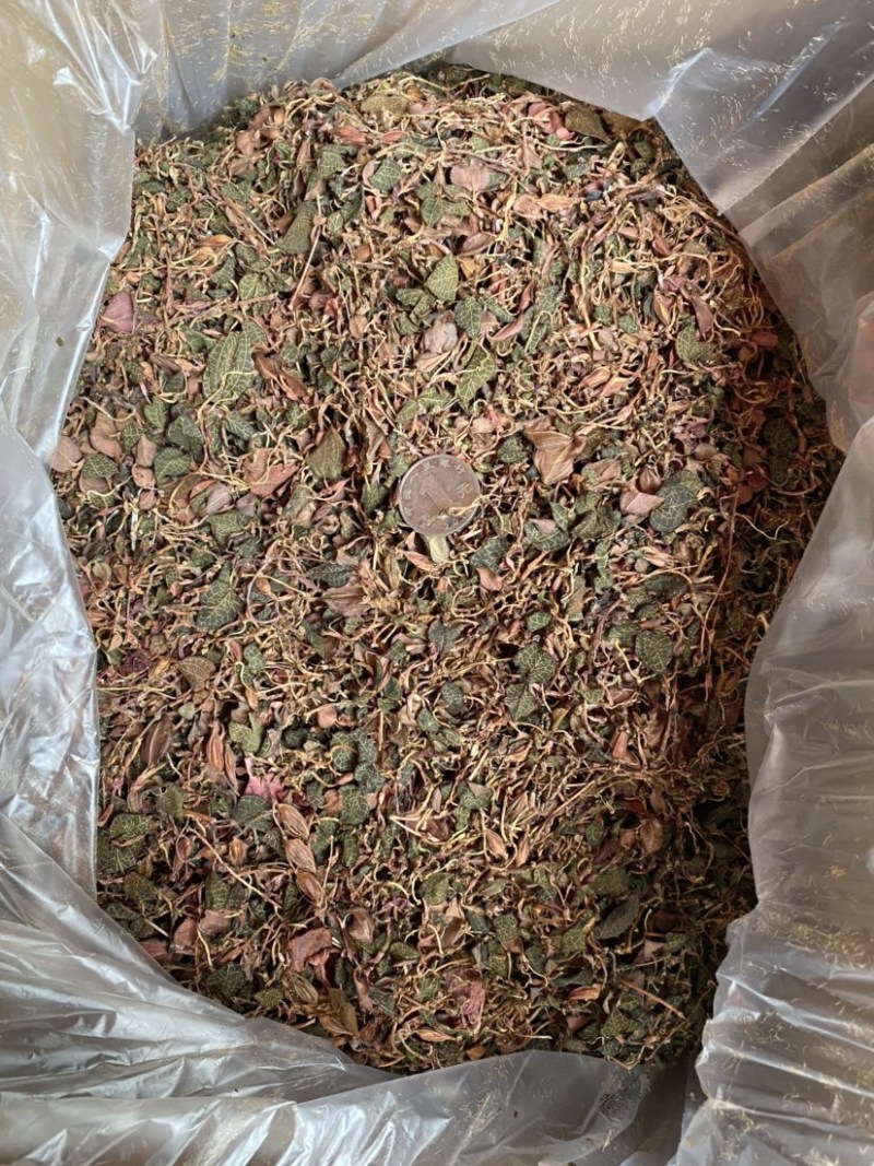 红杆小圆叶金线莲干品/精洗货