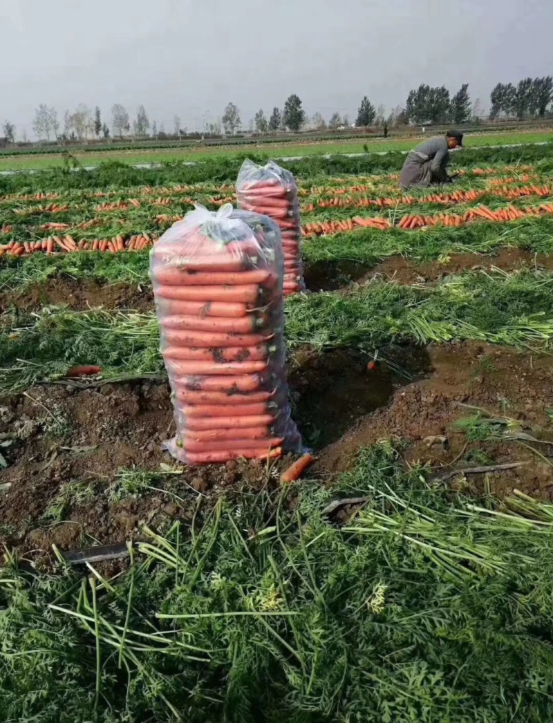 （胡萝卜）精品水洗三红萝卜规格齐全基地供货量大优惠