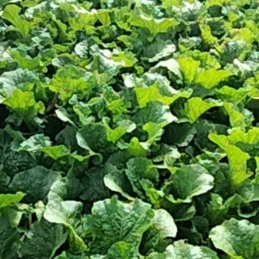 青口白小白菜，陆地种植，产地直销，