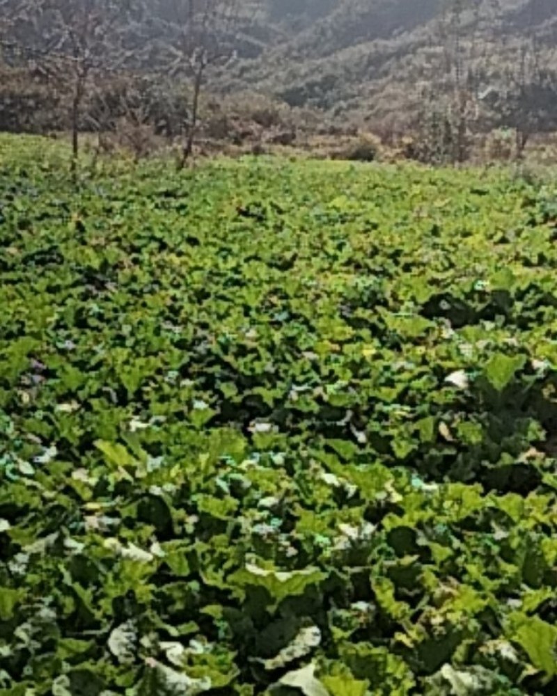 青口白小白菜，陆地种植，产地直销，