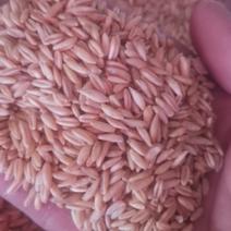 燕麦米，新货燕麦米质量好