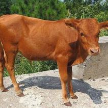 肉牛品种多大肥牛鲁西黄牛