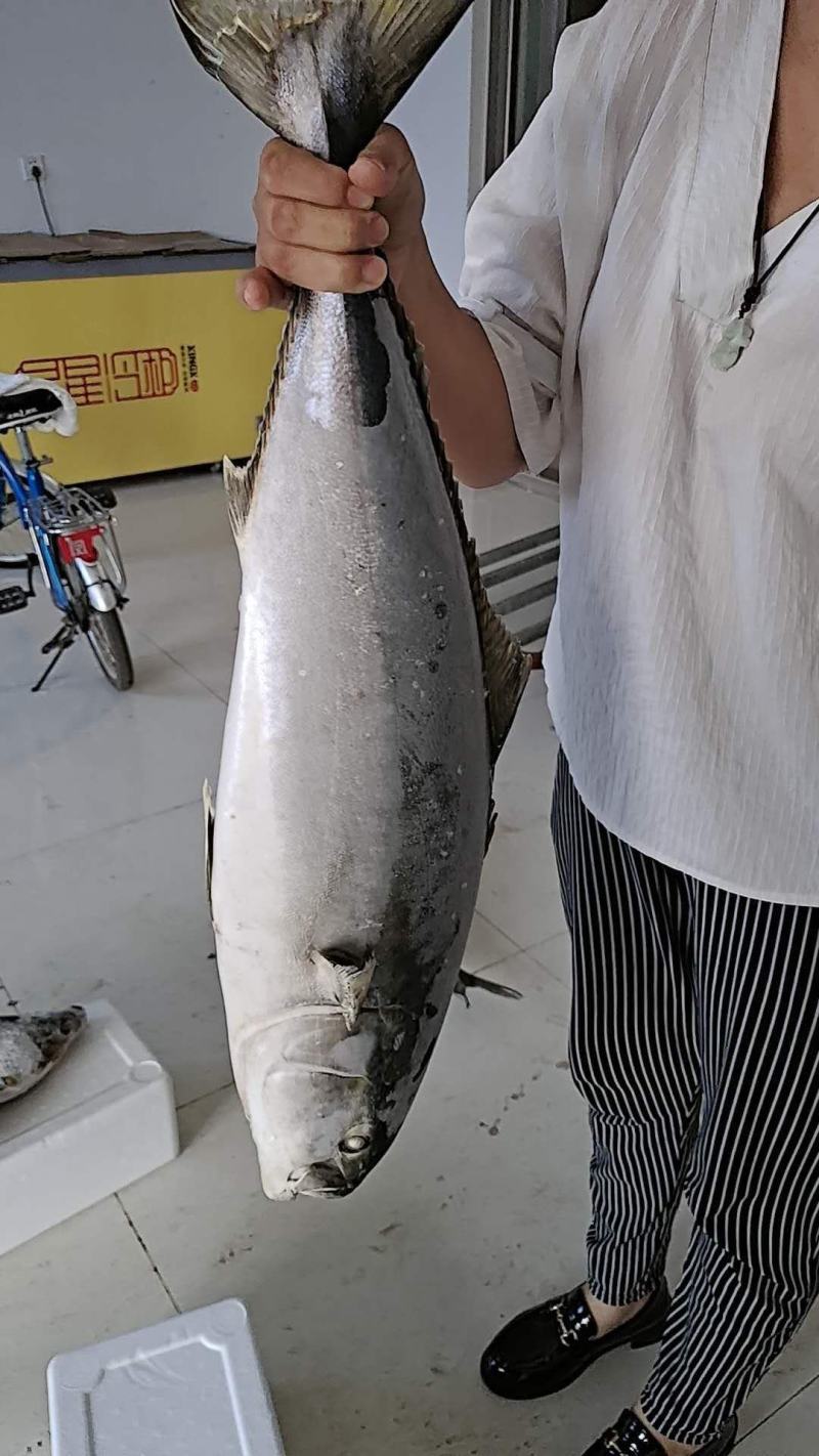黄金鲅鱼，每一条都是鲜活速冻的！保质保量，300斤起批