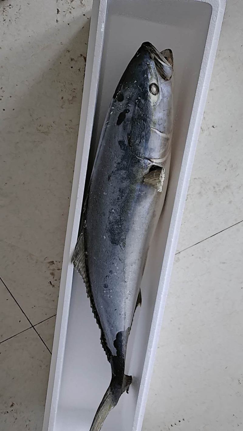 黄金鲅鱼，每一条都是鲜活速冻的！保质保量，300斤起批