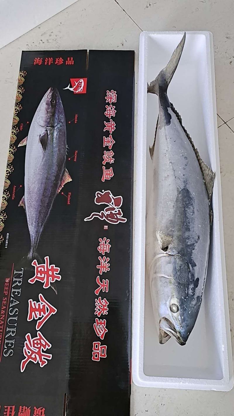 黄金鲅鱼，每一条都是鲜活速冻的！保质保量，300斤起批
