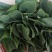 甘肃天水武山菠菜大量上市