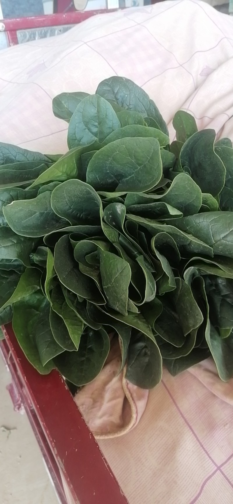 甘肃天水武山菠菜大量上市