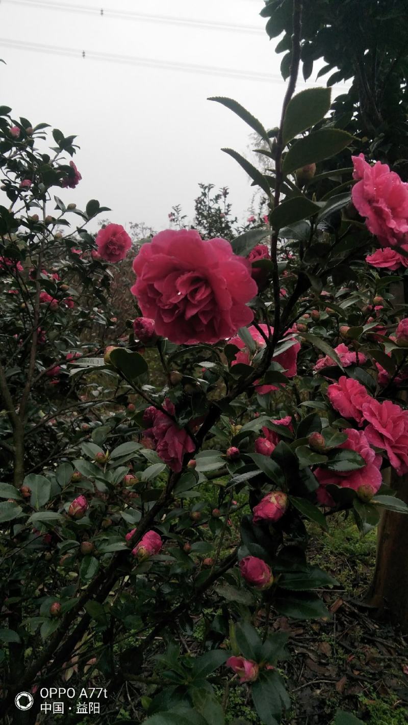 大量供应嫁接茶梅原生茶梅单杆多杆茶梅
