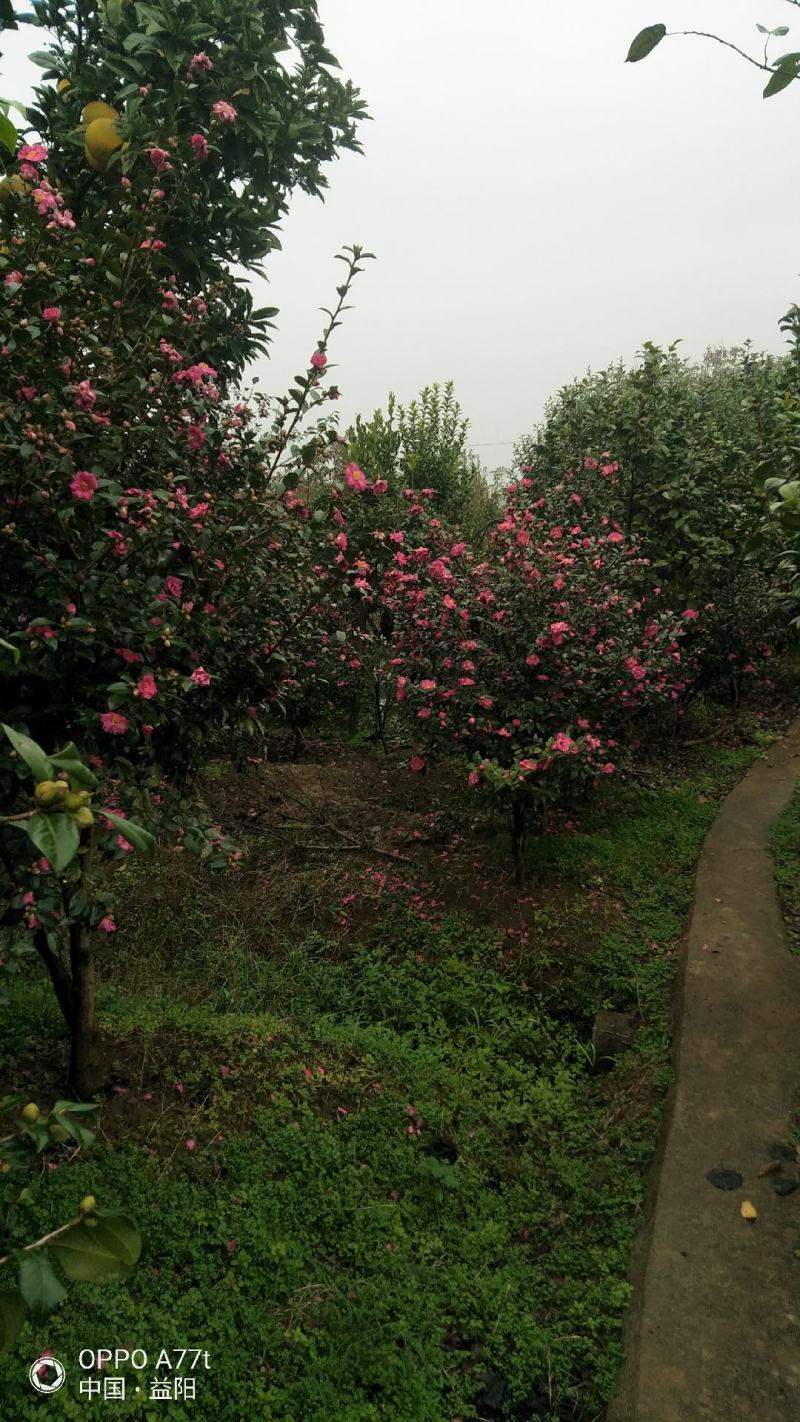 大量供应嫁接茶梅原生茶梅单杆多杆茶梅