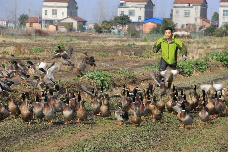 【地标产品盒马合作】纯粮喂养洪湖绿头鸭货源稳定