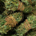 鸡骨草【包邮】各种规格有货可批量可零售量大从优
