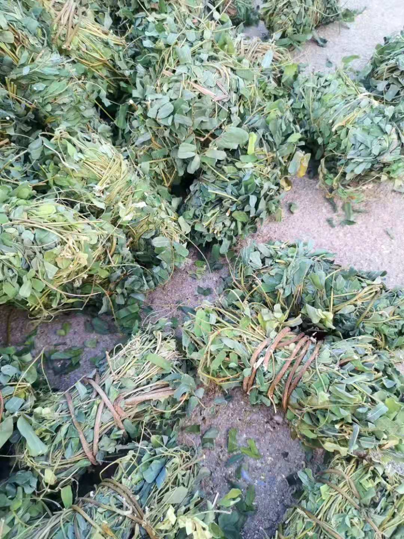 鸡骨草【包邮】各种规格有货可批量可零售量大从优