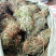 鸡骨草【包邮】各种规格有货可批量可零售量大从优