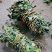 鸡骨草【包邮】各种规格有货可批量可零售量大从优